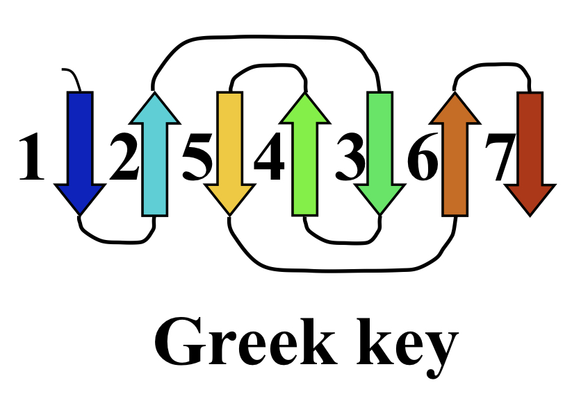 Basis of the immunoglobulin fold, held together by hydrophobic interactions. 