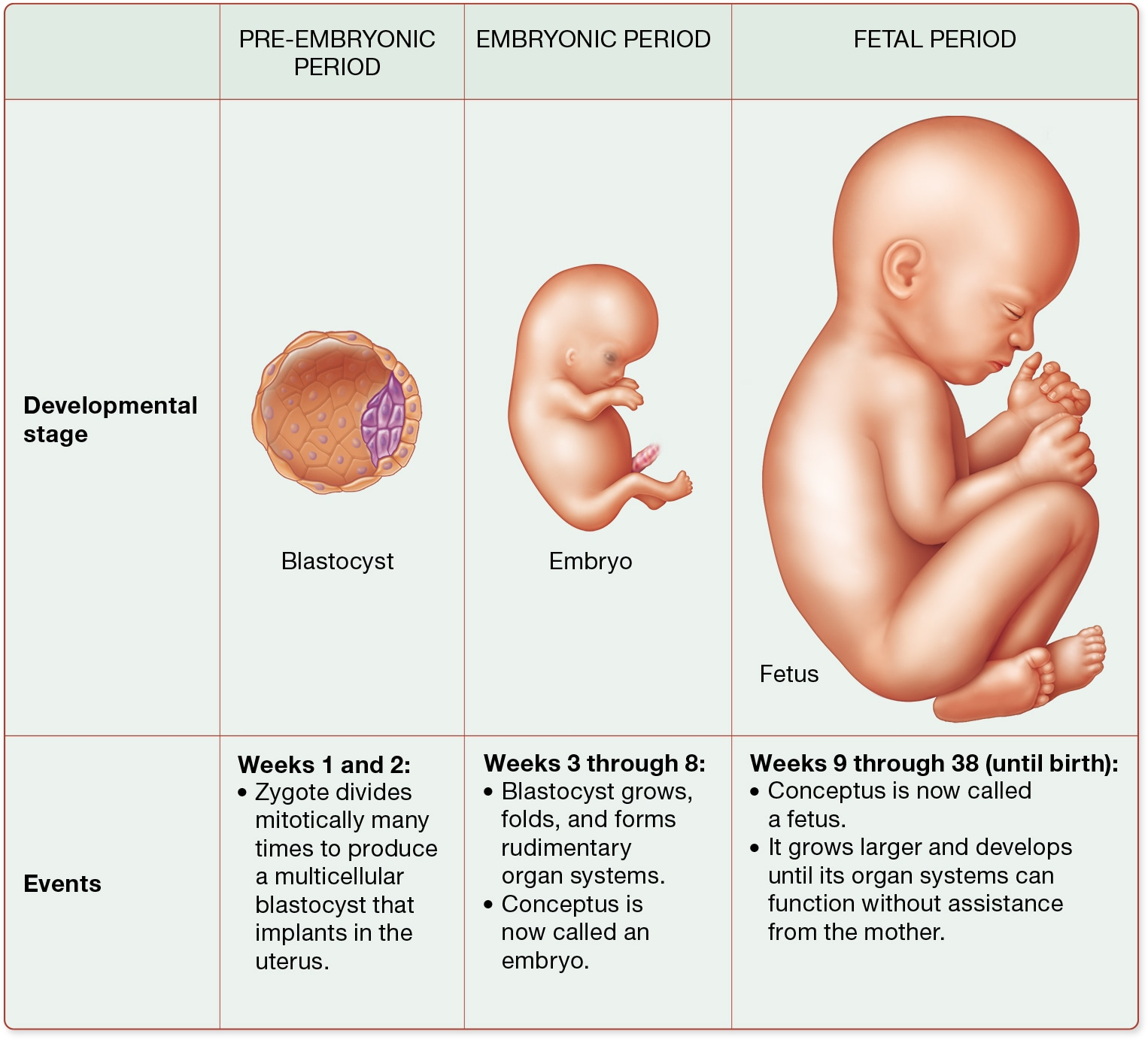 <p>The prenatal period is divided into three main stages:</p><ol><li><p><strong>Pre-embryonic Period (Weeks 1-2):</strong></p><ul><li><p>Begins with fertilization, forming a zygote.</p></li><li><p>The zygote undergoes mitotic divisions to become a blastocyst, which implants in the uterus.</p></li></ul></li><li><p><strong>Embryonic Period (Weeks 3-8):</strong></p><ul><li><p>The conceptus is now called an embryo.</p></li><li><p>This stage involves the formation of rudimentary organ systems.</p></li></ul></li><li><p><strong>Fetal Period (Weeks 9-38):</strong></p><ul><li><p>The embryo is now referred to as a fetus.</p></li><li><p>The fetus grows and its organ systems mature to function independently at birth.</p></li></ul></li></ol><p><strong>Full Term Pregnancy</strong></p><p>A "full term" pregnancy typically lasts about <strong>40 weeks</strong> or <strong>280 days</strong>, starting from the mother's last menstrual period.</p>