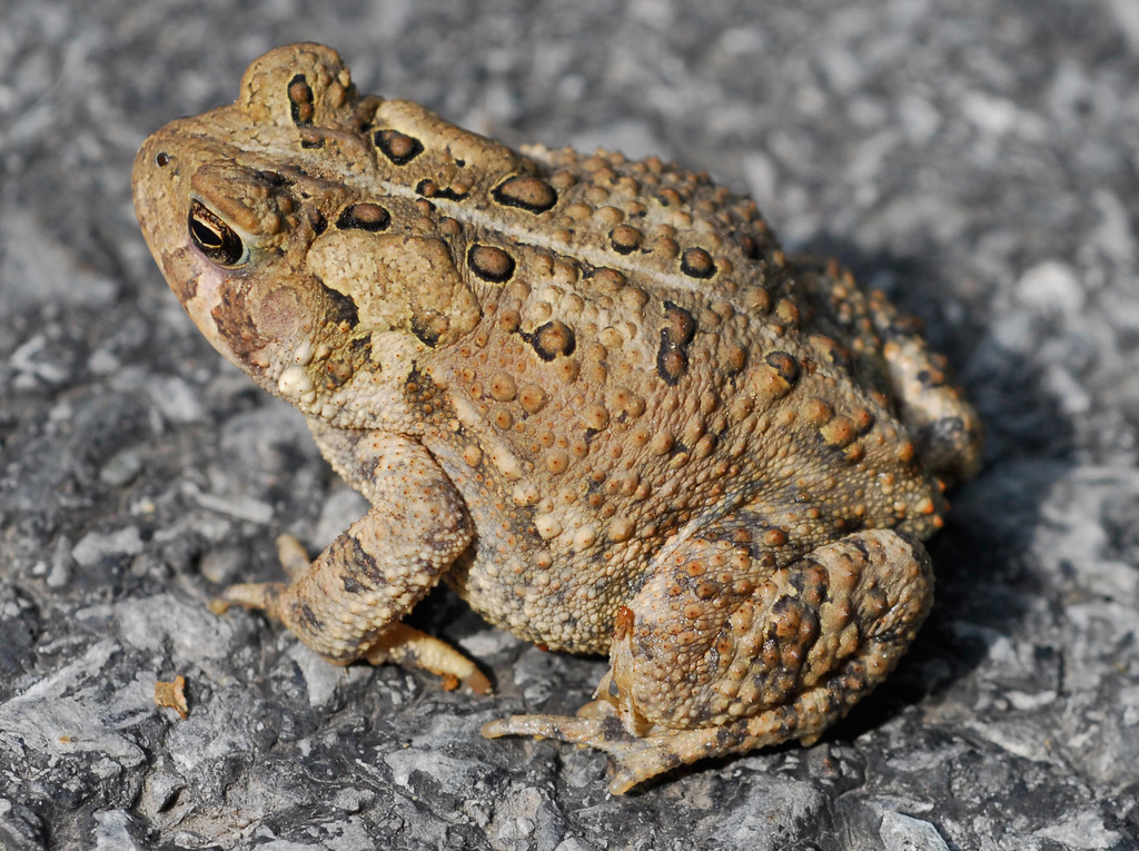 <p>American Toad</p>