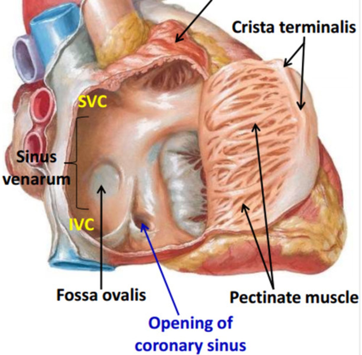 <p>oval depression on right side of interatrial septum, and it is the remnant of the foramen ovale in the fetus</p>