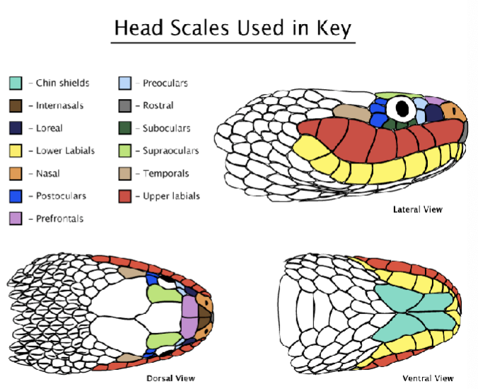 <p>Head Scales</p>