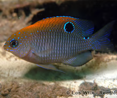 <p><span><span>juvenile or adult?</span></span></p>