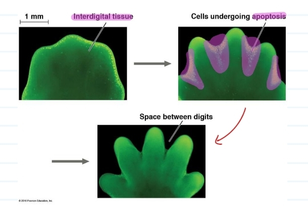 <p>apoptosis in morphogenesis</p>