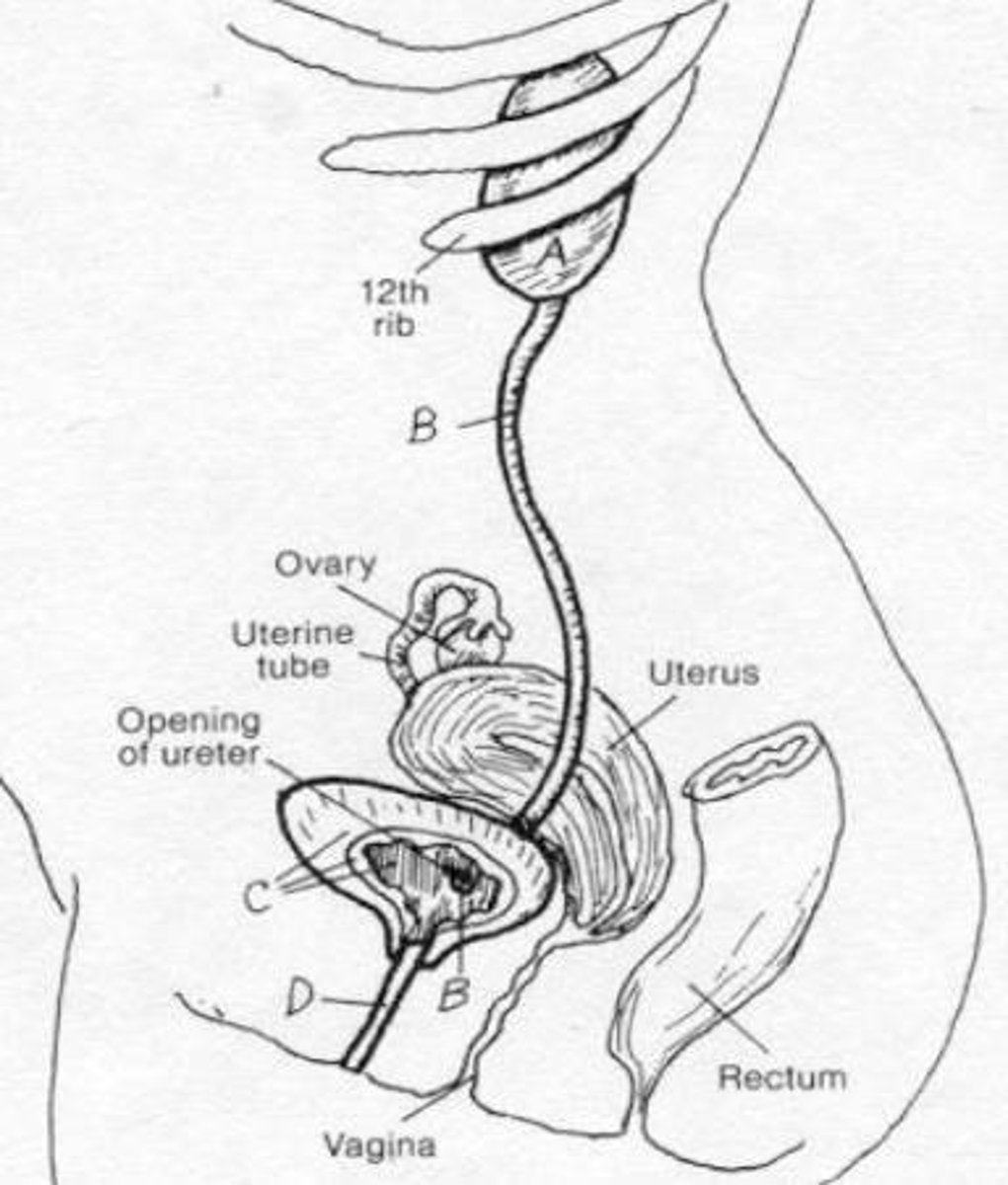 <p>Colonise the vagina, metabolise the glycogen produced by estrogens forming lactic acid giving acidic pH 5.</p>