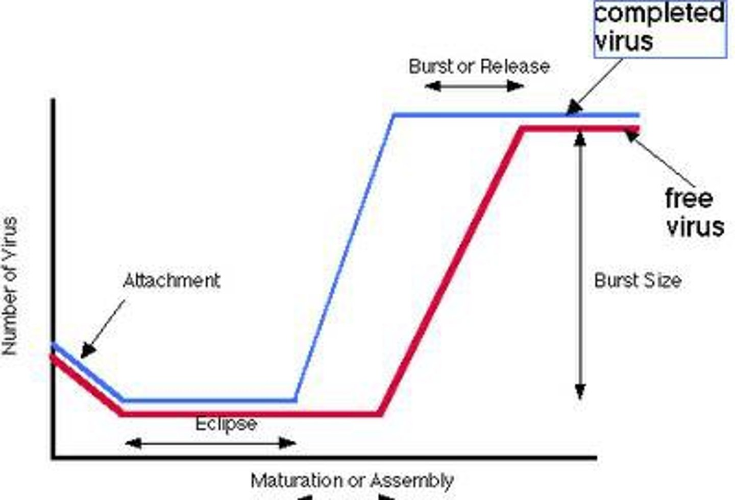 <p>the number of viral particles that emerge upon release, assuming one virus acted per cell.</p>