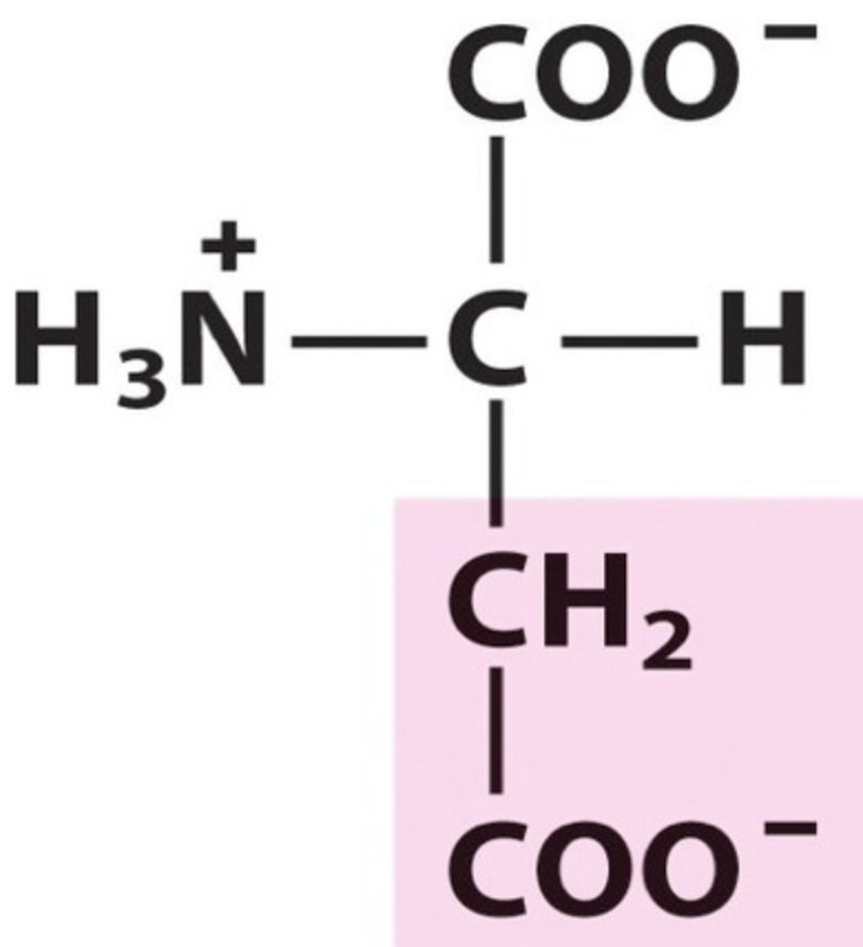 <p>Name the amino acid.</p>