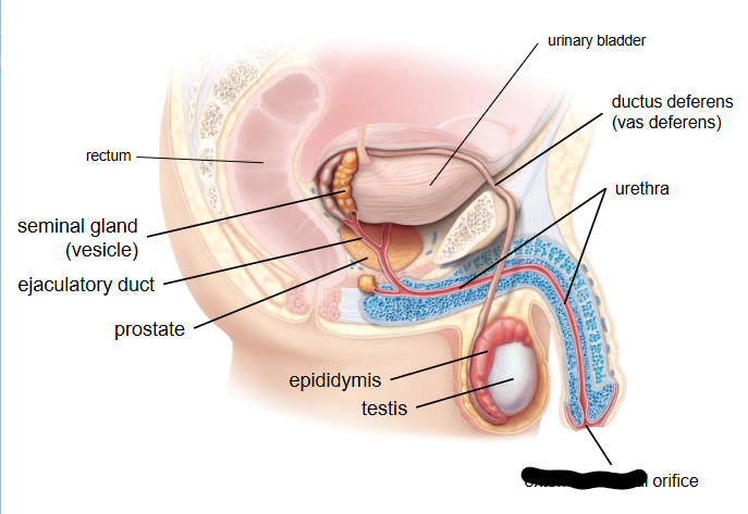 <p>What is this within the Reproductive Ducts?</p>