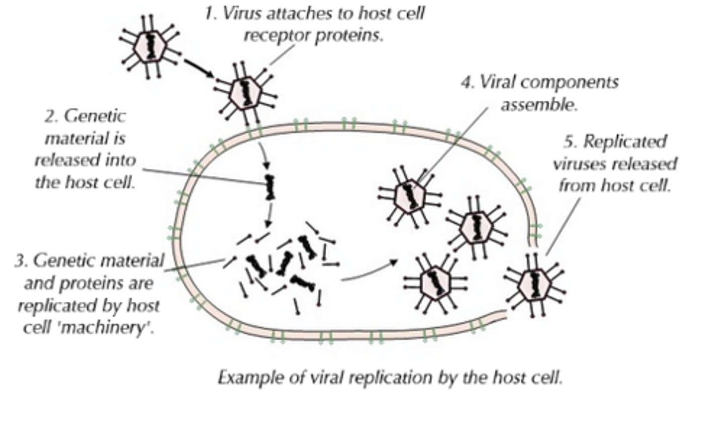 <p>- Because they're not alive, viruses don't undergo cell division.<br>- They inject their DNA/RNA into the host cell, and this hijacked cell then uses its own 'machinery' (e.g. enzymes, ribosomes) to replicate the viral particles.<br>- In order to inject their DNA/RNA, viruses much first attach to the host cell surface, and they need their attachment proteins to achieve this, and bind to the complementary receptor proteins on the cell-surface membrane of the host cells.<br>- Different viruses have different attachment proteins and, therefore, require different receptor proteins on host cells; as a result some viruses can only infect one type of cell (e.g. some viruses can only infect one species of bacteria), whilst others can infect lots of different cells (e.g. influenza).</p>