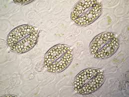 <p>sporophyte </p>