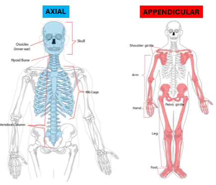 <ul><li><p><span style="background-color: transparent;"><strong>Axial: everything in the midline</strong></span></p></li><li><p><span style="background-color: transparent;"><strong>Appendicular: Appendage and associated structures</strong></span></p></li></ul><div data-type="horizontalRule"><hr></div><ul><li><p><span style="background-color: transparent;">Skull</span></p></li><li><p><span style="background-color: transparent;">Post-cranial (neck down)</span></p></li></ul><p></p>