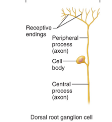 <p>Found mainly in the PNS. Common only in the dorsal root ganglia of the spinal cord and the sensory ganglia of cranial nerves. Cells or tissues —> CNS</p>