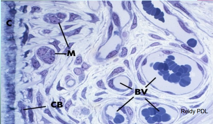 <p>What is labeled CB?</p>