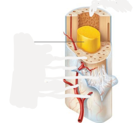 <p>inner cavity of long bones, made of adipose tissue, in children forms blood cells</p>