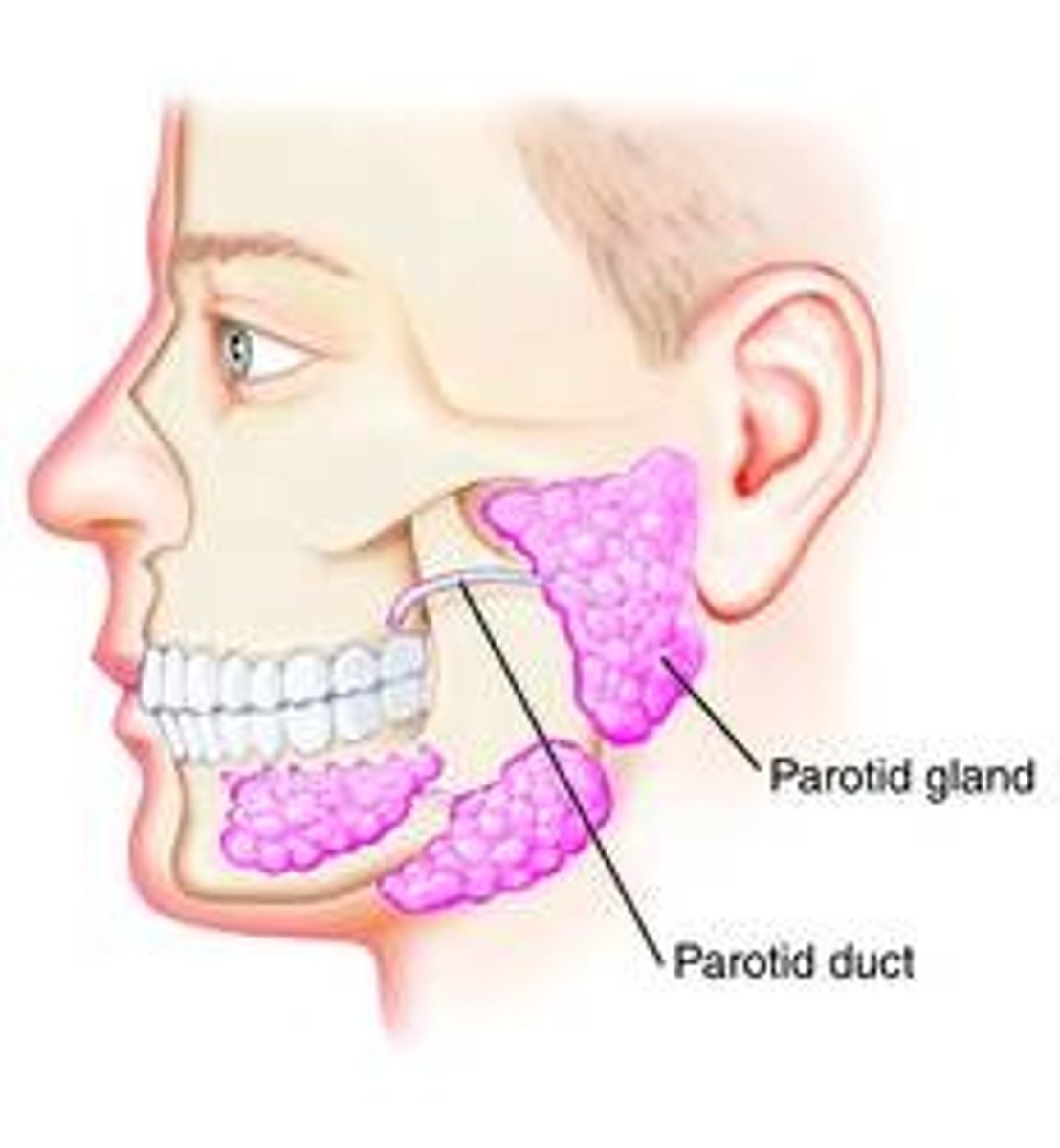 <p>- largest</p><p>- contains serous cells -&gt; watery enzyme rich secretion</p><p>- ducts open lateral to lingual frenulum</p>