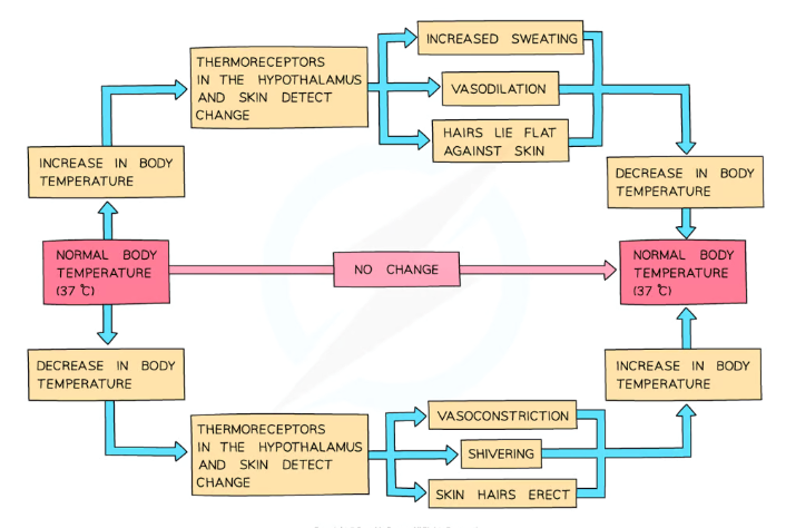<ul><li><p>They detect external temperature changes using <strong>peripheral receptors</strong> (thermoreceptors found in the skin and mucous membranes)- these <strong>send impulses to the hypothalamus</strong></p></li><li><p>There are also <strong>receptors </strong>in the hypothalamus monitoring the <strong>temperature </strong>of the <strong>blood</strong></p></li></ul><p></p><p>The hypothalamus initiates homeostatic responses, such as:</p><ul><li><p><strong>Vasoconstriction</strong>- the smooth muscle in arteriole walls near the skin contracts, allowing less heat to be lost by radiation</p></li><li><p><strong>Raising skin hairs</strong>- the erector muscles in the skin contract, forming an insulating layer of air</p></li><li><p><strong>Shivering</strong>- the muscles rapidly contract and relax to release heat energy from respiration</p></li></ul><p></p>