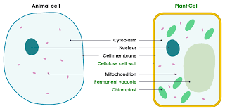 <p>Plant have cell wall, chloroplast, vacuole and are rectangular due to cell wall </p>