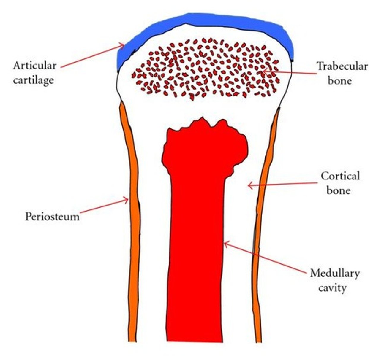 <p>central section of shaft that is filled with yellow marrow (fat)</p>