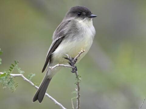 <p>Eastern Phoebe</p>