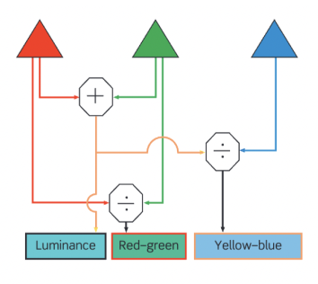 <p>Opponent processes- this system provides us with 3 signals. What are they? </p>