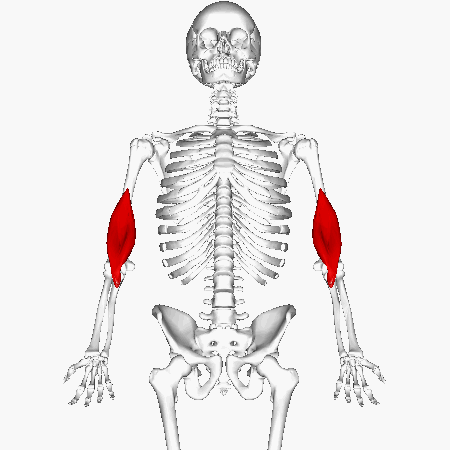 <p>Under biceps; </p><p>flat </p><p>“Under brachii”</p>