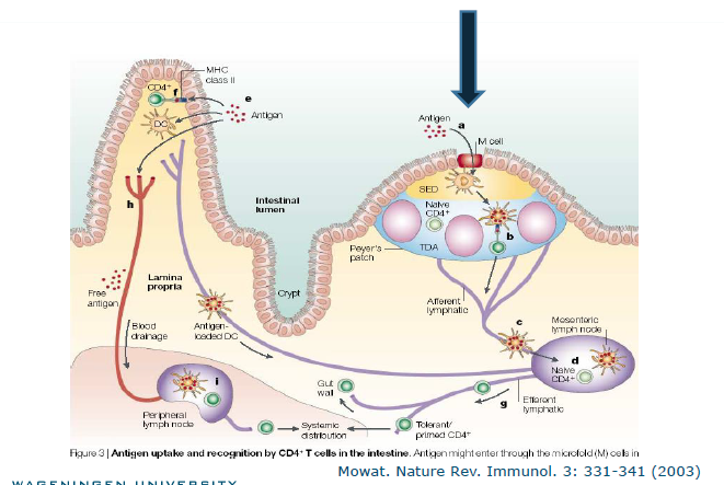 <p>primary lympod organs</p>