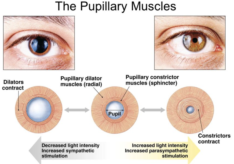 <ol><li><p>The<strong> iris sphincter muscle</strong> (pupillary sphincter, pupillary dilator)- can <u>increase or decrease the diameter of the pupil</u></p></li></ol><ul><li><p><strong>Constriction:</strong> contraction of pupillary <u>sphincter</u><mark data-color="yellow" style="background-color: yellow; color: inherit;"> via parasympathetic stimulation</mark></p></li><li><p><strong><u>Dilation:</u></strong><u> contraction of pupillary </u>dilator <mark data-color="blue" style="background-color: blue; color: inherit;">via sympathetic stimulation</mark></p></li></ul><ol start="2"><li><p>The iris also has a <strong>pigmented epithelium</strong> for eye color</p></li></ol><p></p>
