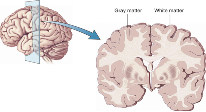 <p>gray matter</p>