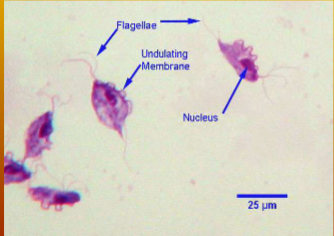 <p><span style="color: rgb(254, 250, 250);"><span>where does  Tritrichomonas spp. in the dog and cat host </span></span></p>