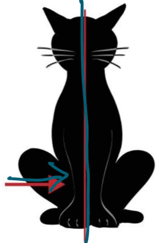 <p>Medial</p>