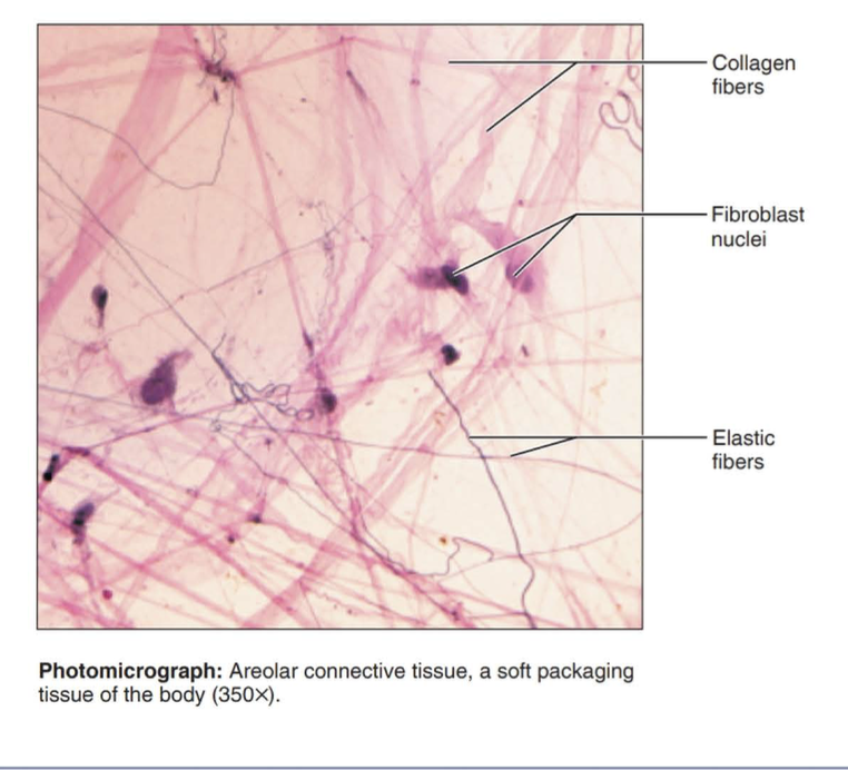 <p>Function: wraps and cushions organs</p><p></p><p>Location: widely distributed under epithelia of body</p>