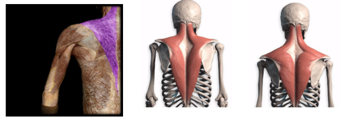 <p>Action: Bilateral neck extension and unilateral scapular roation, retraction, and elevation. </p>