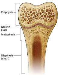 <p>- growth plate</p><p>- turns to epiphyseal line when fully formed</p>