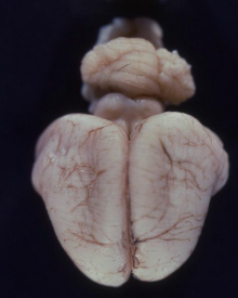 <p>What is this condition in a cat?</p>