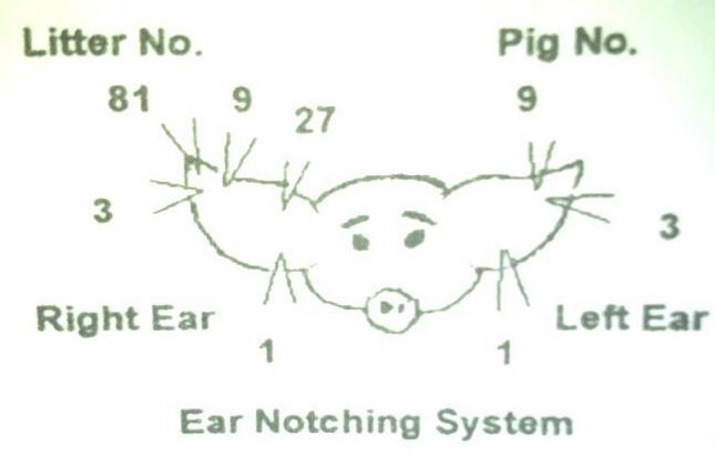 <p>What is ear notching?</p>