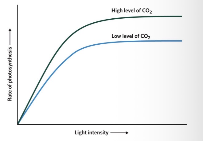 <ul><li><p>the availability of sunlight, water, CO2, and other variables.</p><ul><li><p>If you have low light (dark forest) → low photosynthesis</p></li><li><p>To at canopy (where all light is) → high photosynthesis</p></li><li><p>But at some point it will all level out, you cannot increase photosynthesis infinitely</p></li></ul></li></ul><p></p>