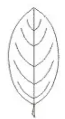 <p>outline</p>
