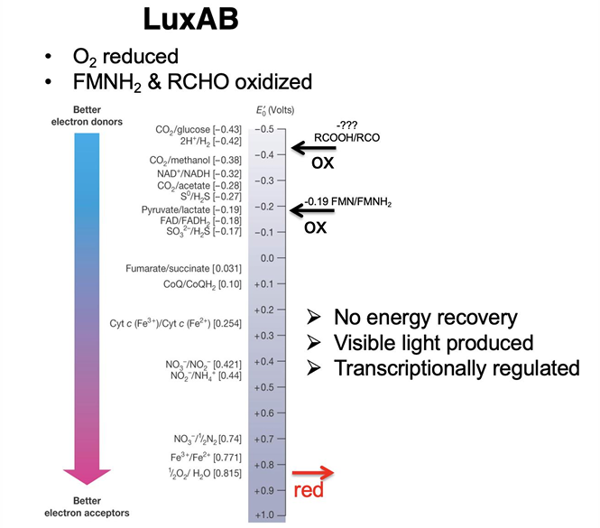What is the reduction potential of NADH/NAD⁺?