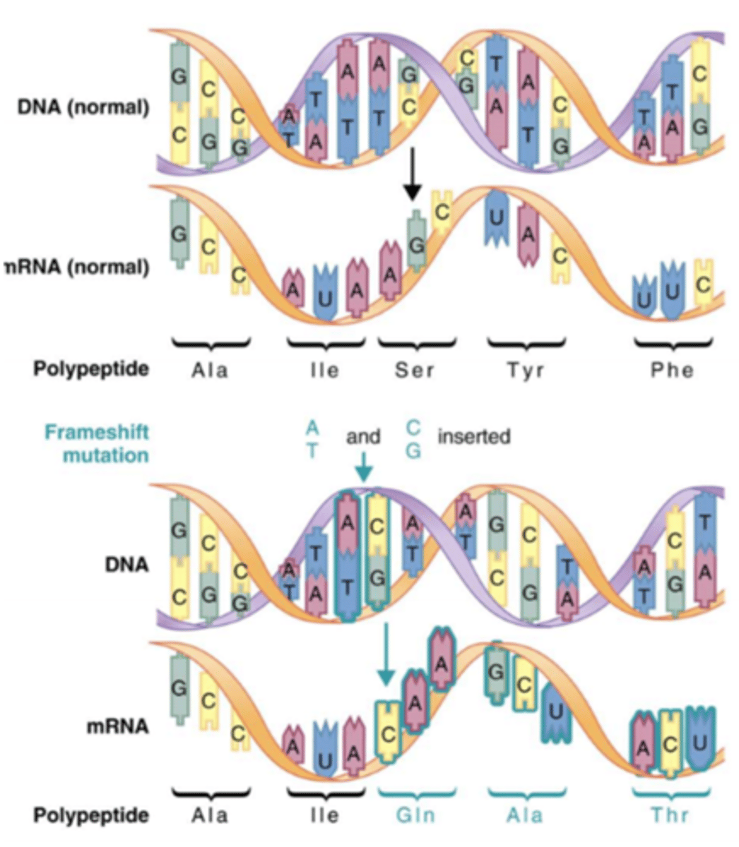 <p>I) Frameshift mutationer opstår når indel (insertioner eller deletioner) øger eller reducerer antallet af baser med et tal, der ikke er et multiplum af 3, dvs. fjernes eller indsættes tre baser (en triplet) vil læserammen ikke blive forskudt, men en aminosyre vil enten ”forsvinde” eller tilføjes</p><p>II) På figuren nedenfor ses en insertion. Der er tilføjet to basepar (AT og CG) mellem baseparrene TA og AT i den oprindelige kodende DNA-streng. Dette medfører, at læserammen ”forskydes”, og der kodes derfor for andre/nye aminosyre, så proteinets aminosyresekvens ændres (se figuren nedenfor). Dette ødelægger proteinets funktion, fordi alt efter insertionen er ”ulæseligt”</p>