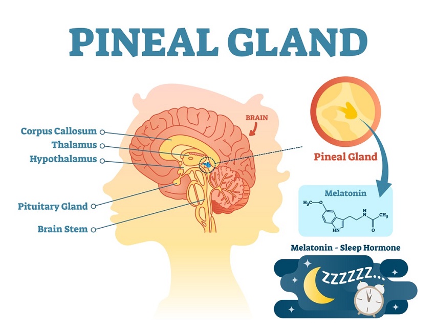 <p>Produces melatonin, which helps regulate sleep-wake cycles</p>