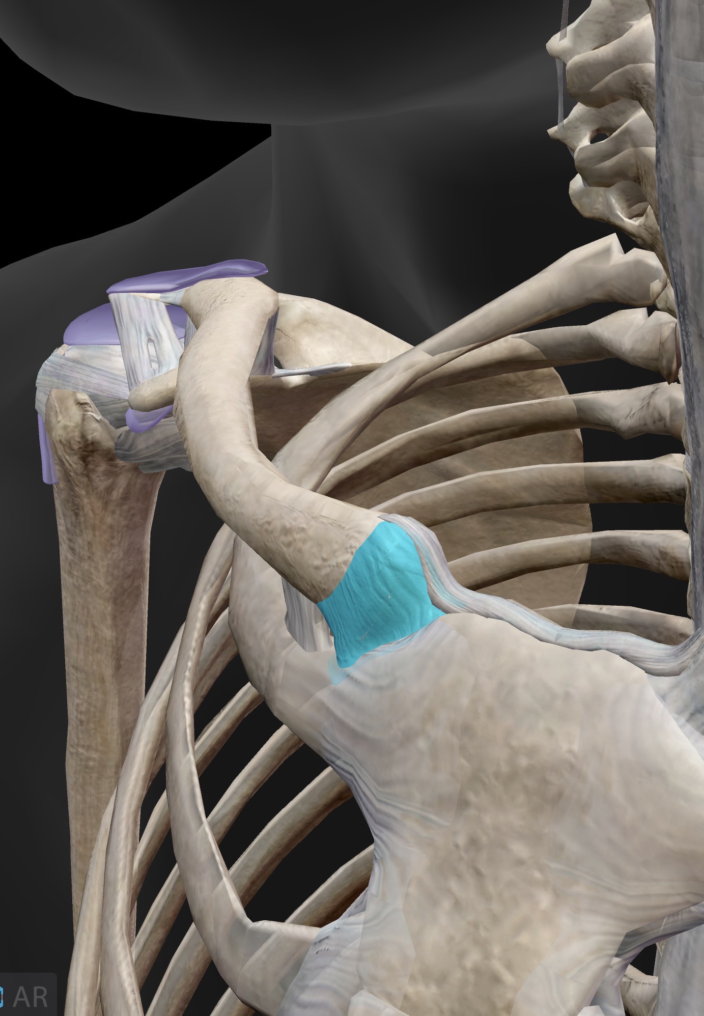 <p>What ligament is this? What does it connect?</p>