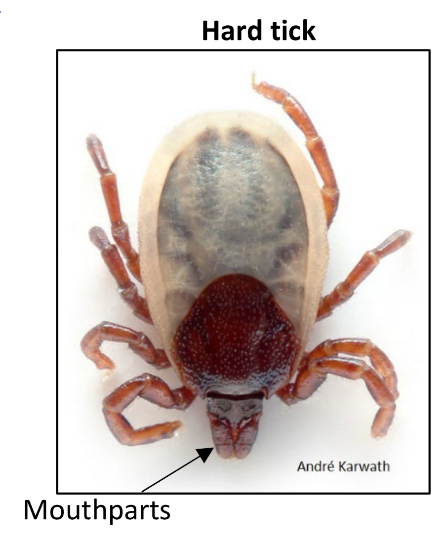 <p>What family do hard ticks, mouthparts cannot be seen from above, belong to ?</p>