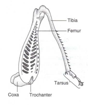 <p>What are Saltatorial type legs used for?</p>