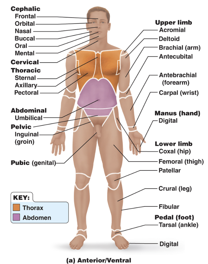 <p>label anatomical regions</p>