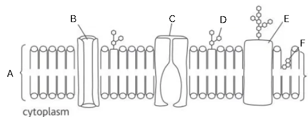 <p>Identify and label this diagram</p>
