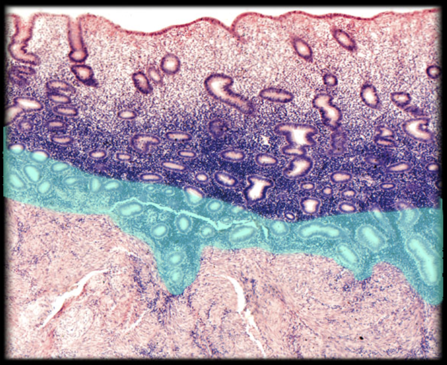 <p>What structure is shown?</p>