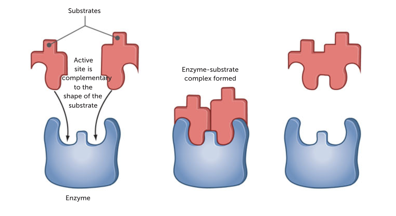 <p>The lock and key model states that the shape of the enzyme (the key) is always complementary to the shape of the substrate (the lock). Therefore, the two will fit exactly to form the enzyme substrate complex.</p>