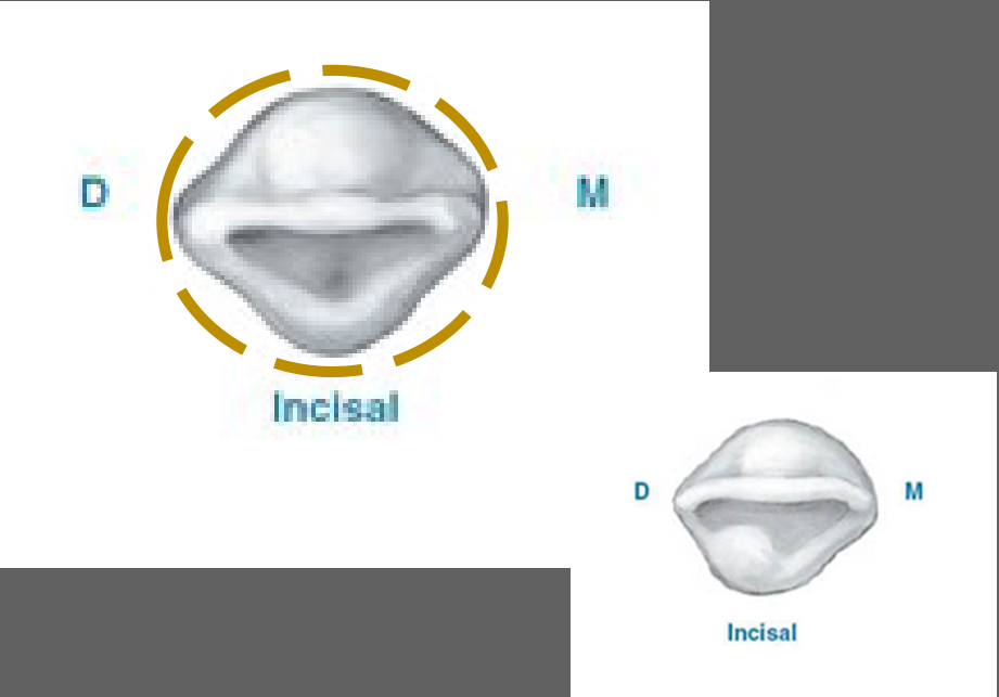 <p>Incisal View Features</p>