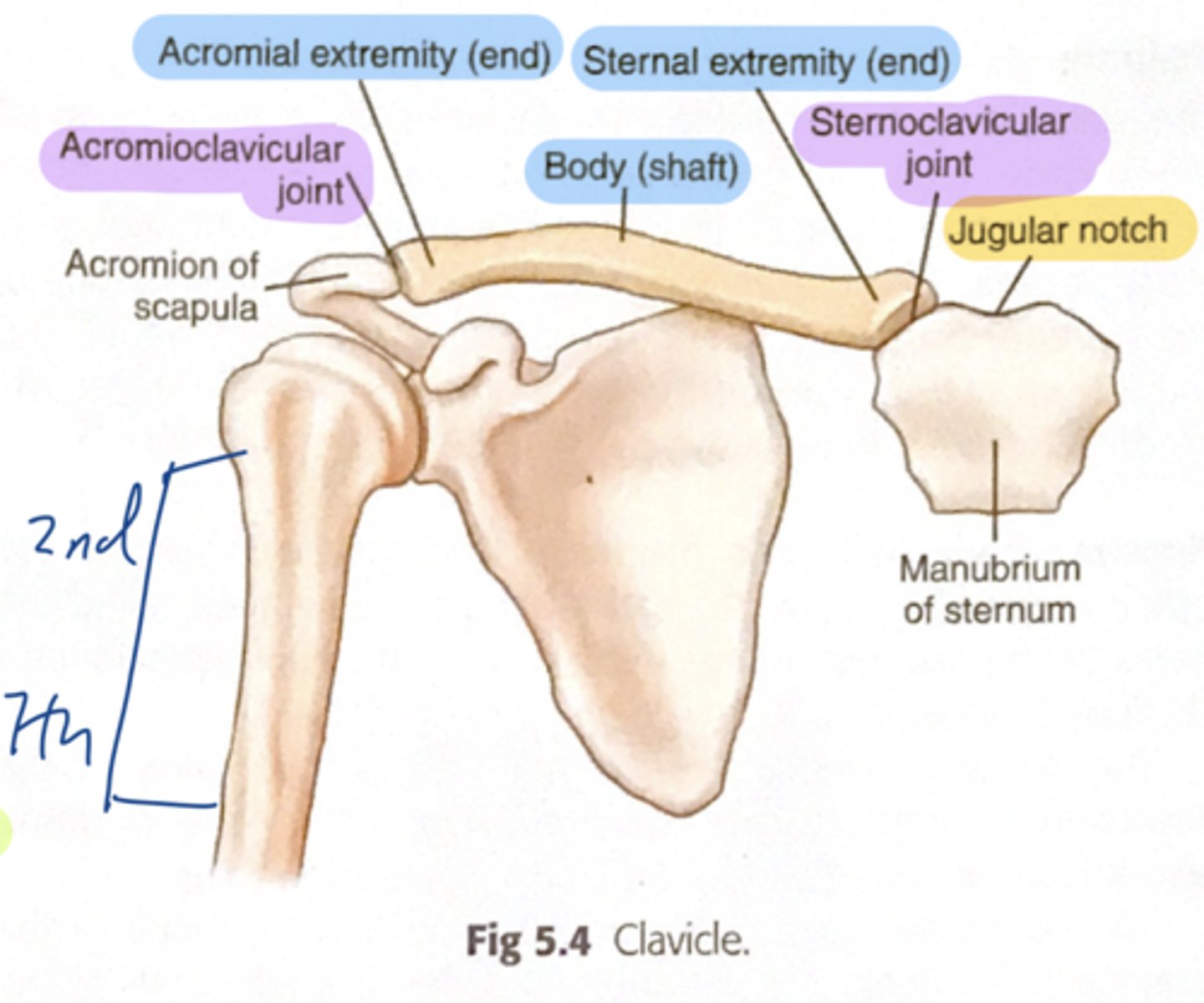 <p>articulates with acromion via acromioclavicular joint</p>