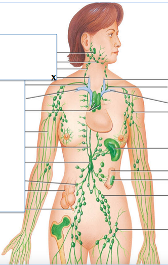 <p>Identify the structure labeled with "<strong>X</strong>"</p>