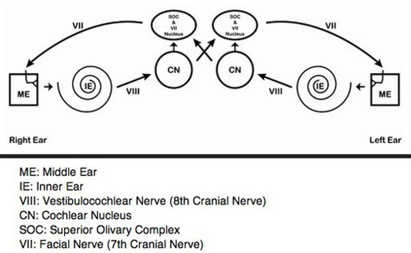 <p>A loud sound travels from cochlea (to) cochlear nucleus (to) superior olivary complex (to) facial nerve nucleus (to) stapedius muscle causing contraction.</p>